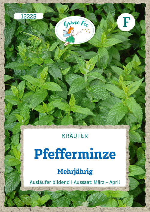 Grüne Fee Pefferminze Mehrjährig