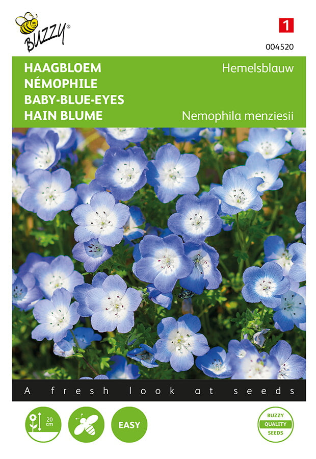 Buzzy Seeds Hainblumen Baby Blue Eyes