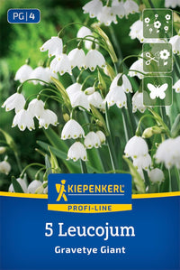 Profi-Line Sommerknotenblume Gravetye Giant