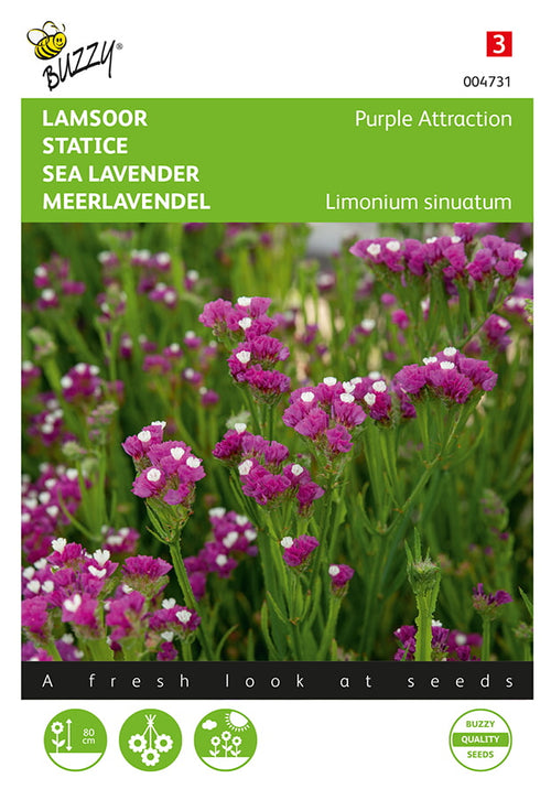 Buzzy Seeds Strandflieder Meerlavendel Purple Attraction